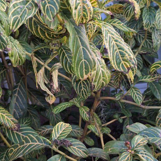 Photo of the plant species Bankesia by @MeekSunflower98 named Tree Diddy on Greg, the plant care app