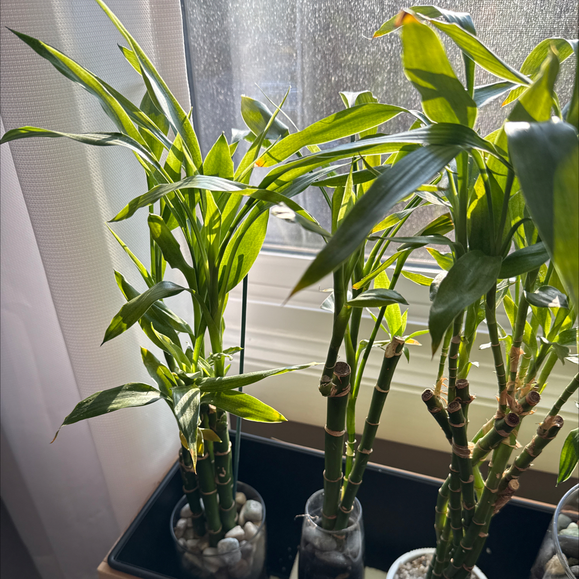 Photo of the plant species Job's Tears by @WhizAposeris31 named ChloroPhil on Greg, the plant care app