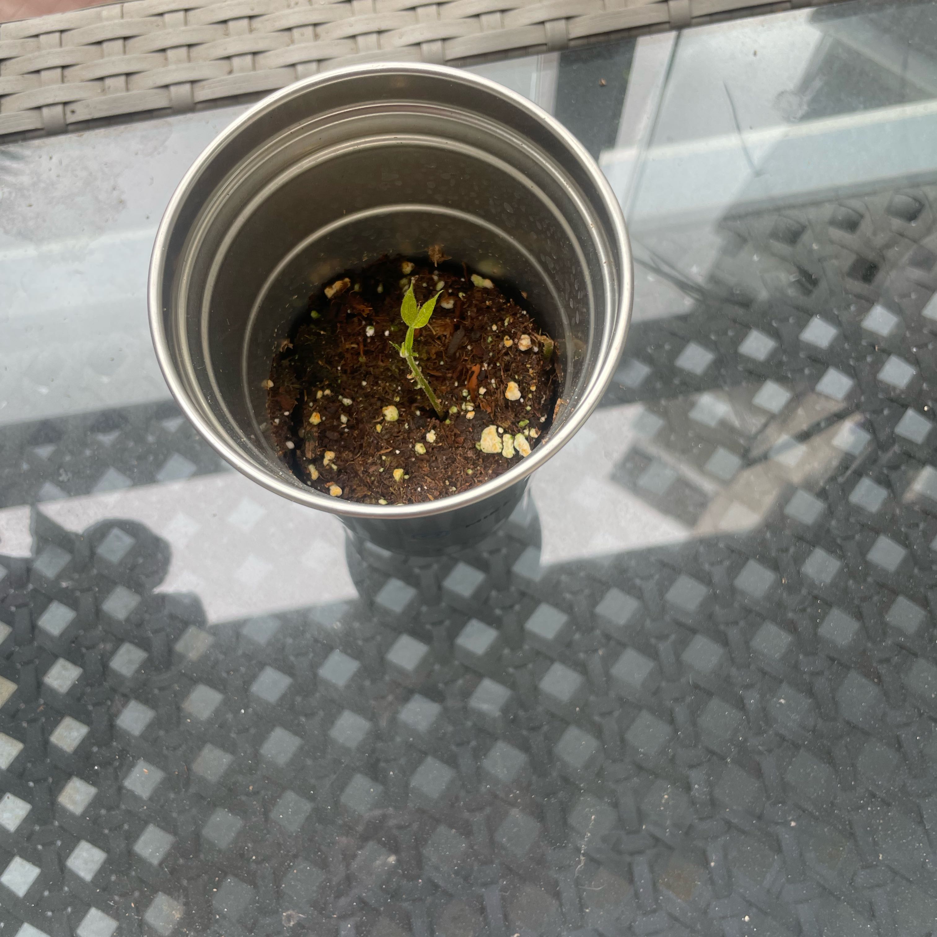 Photo of the plant species Ice Cream Bean by @VividMoss named Fernie Mercury on Greg, the plant care app