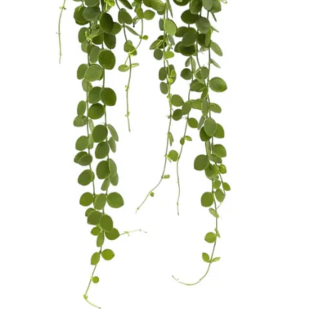 Photo of the plant species Geri dischidia by @PoshPileasugar named Bodhi on Greg, the plant care app