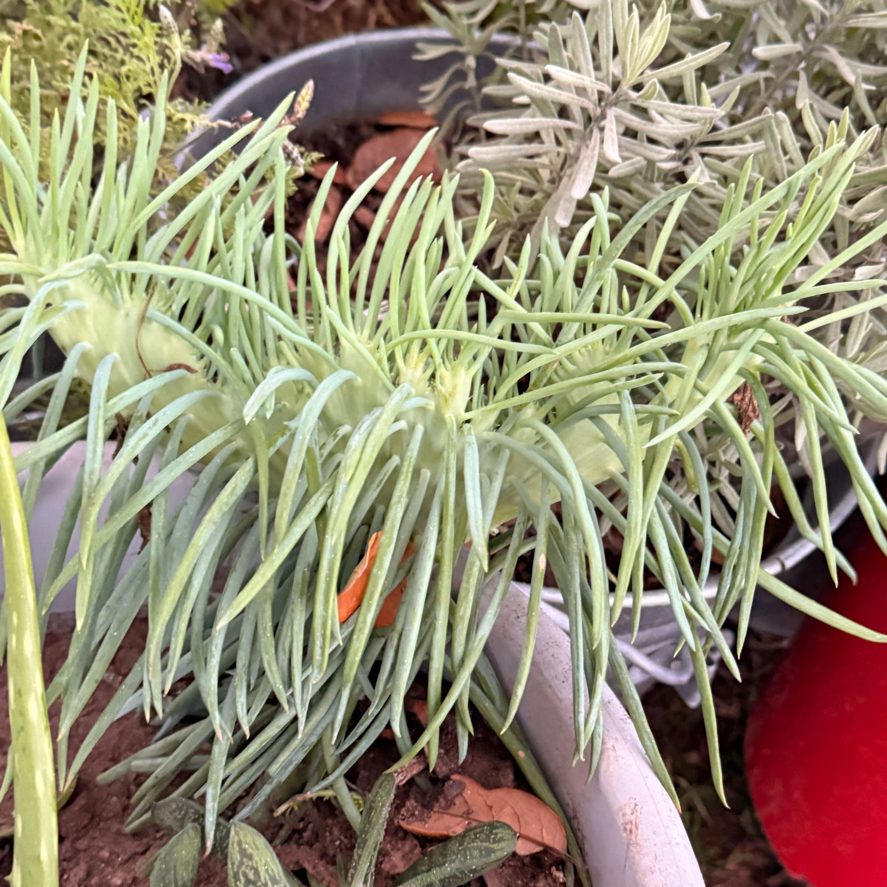 Photo of the plant species Narrow-Leaf Chalksticks by @VipMaitake65 named Bieber on Greg, the plant care app