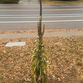 Photo of the plant species Mullein by @StarTwister6 named James Dean on Greg, the plant care app