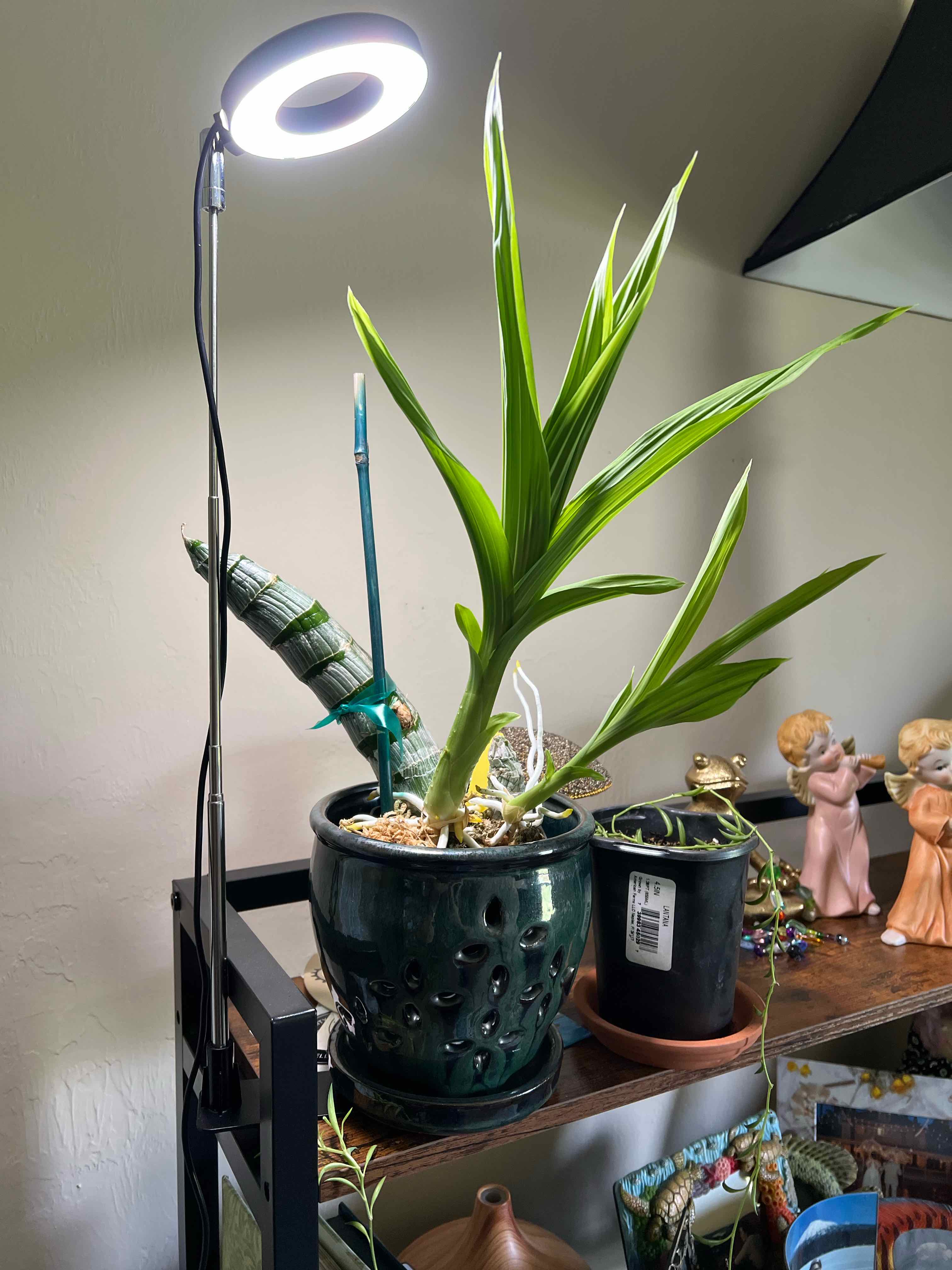 Photo of the plant species Cycnodes 'Taiwan Gold' by @SmoothPeyote62 named Rihanna on Greg, the plant care app
