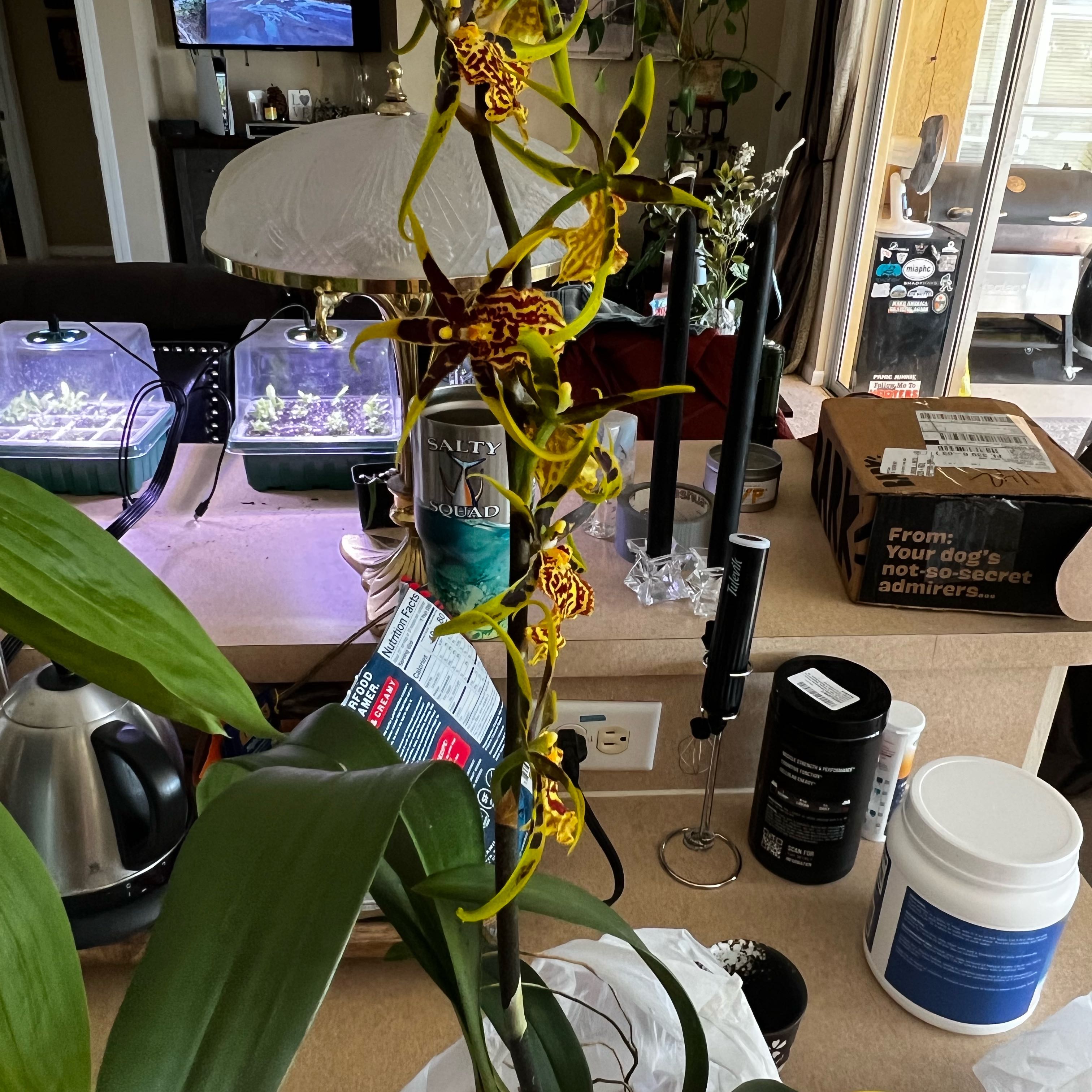 Photo of the plant species Brascidostele 'Gilded Tower Mystic Maze' by @SmoothPeyote62 named Foxxy on Greg, the plant care app