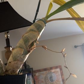 Plant care for Cycnodes 'Jumbo Micky' on Greg, the plant care app