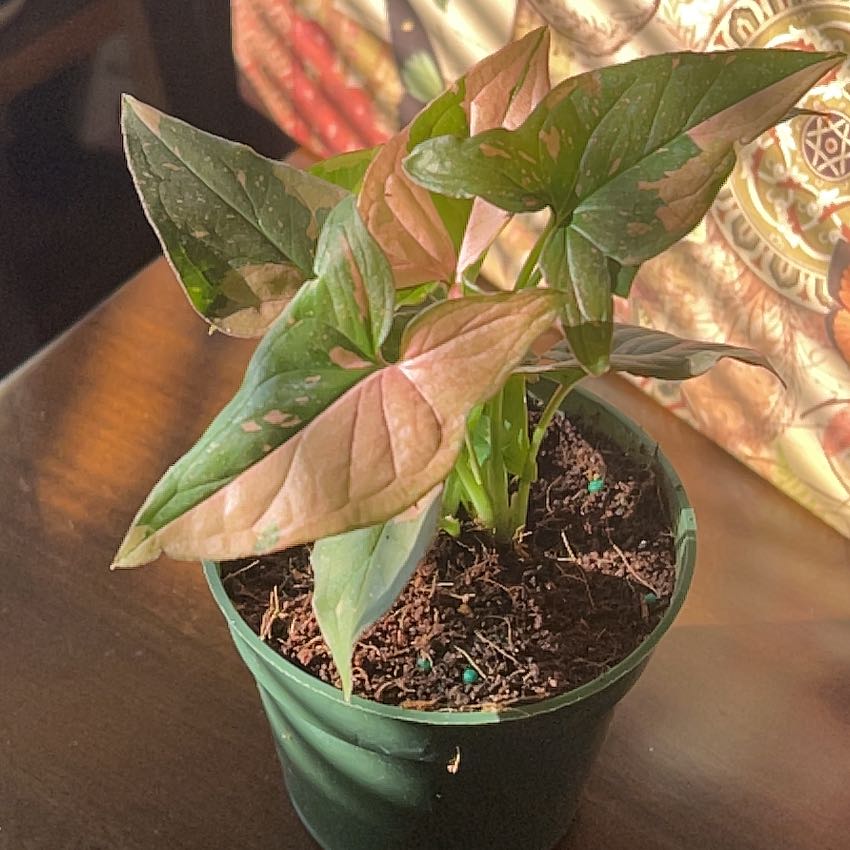 Photo of the plant species Syngonium Pink Splash Thai by @SmoothPeyote62 named Rosa on Greg, the plant care app