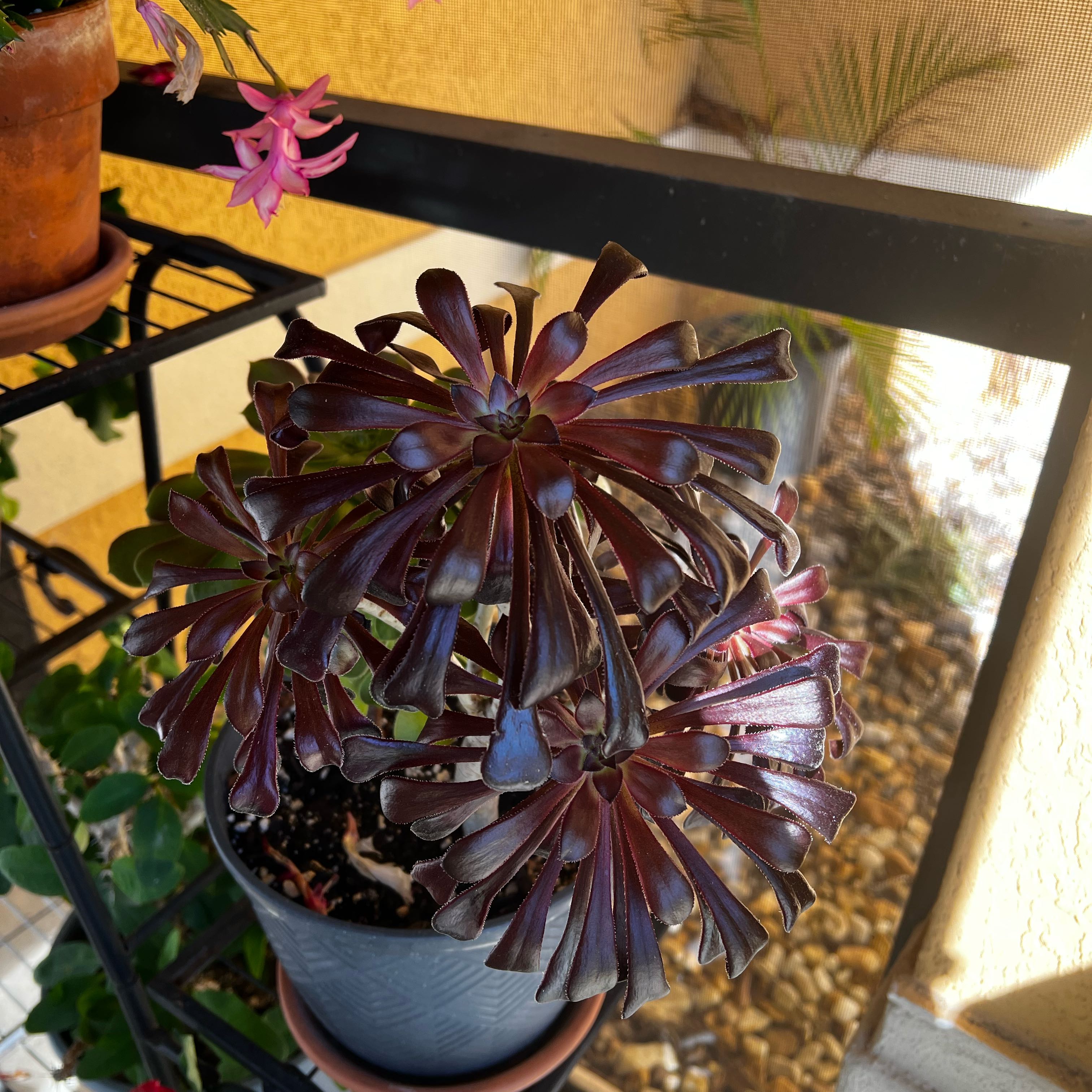 Photo of the plant species Aeonium Schwarzkopf by @SmoothPeyote62 named Shakira on Greg, the plant care app