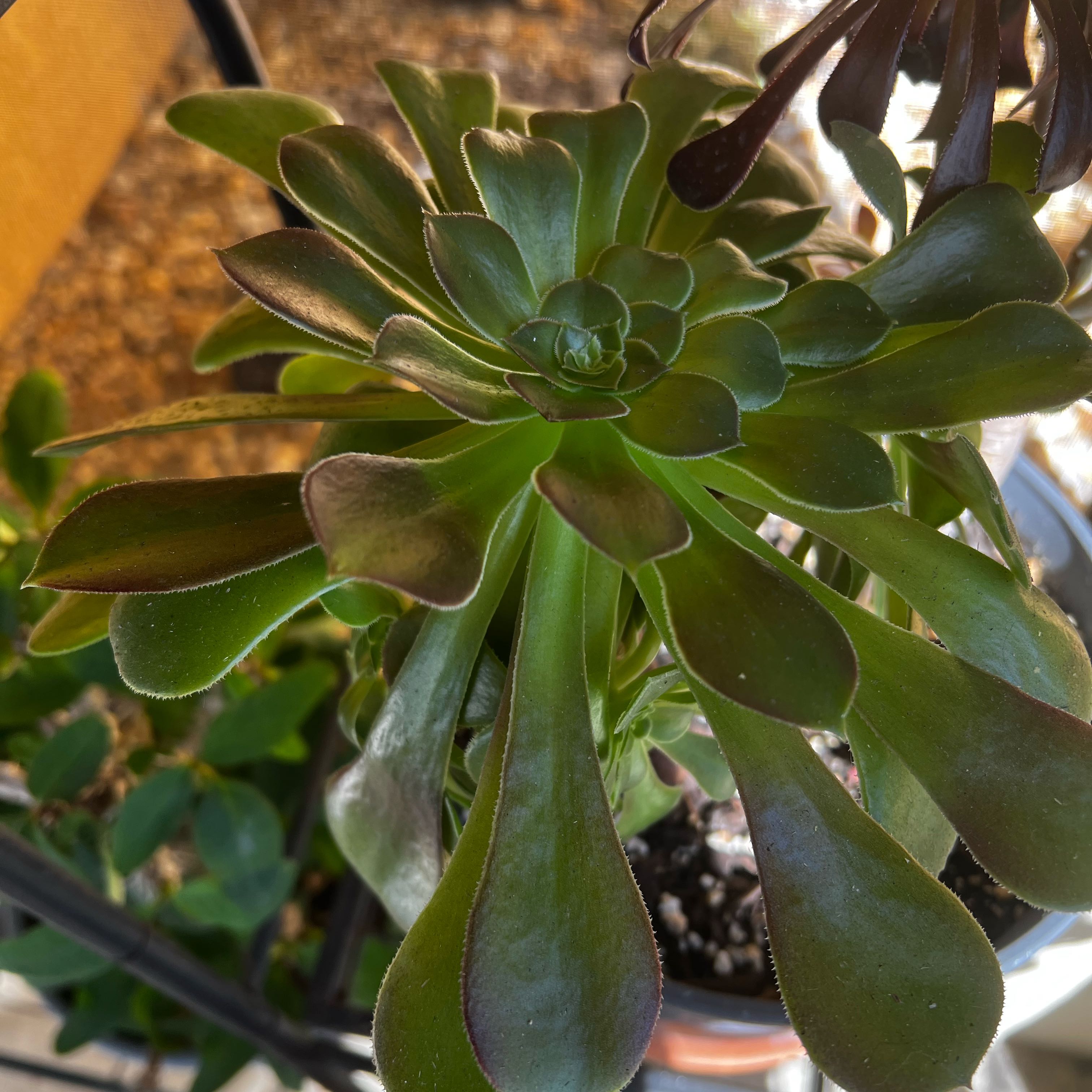 Photo of the plant species Blushing Beauty by @SmoothPeyote62 named Luna on Greg, the plant care app