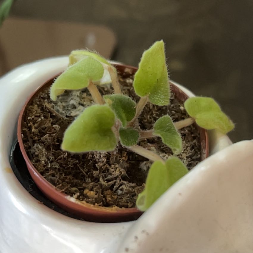 Photo of the plant species African Violet by @SmoothPeyote62 named Planty on Greg, the plant care app