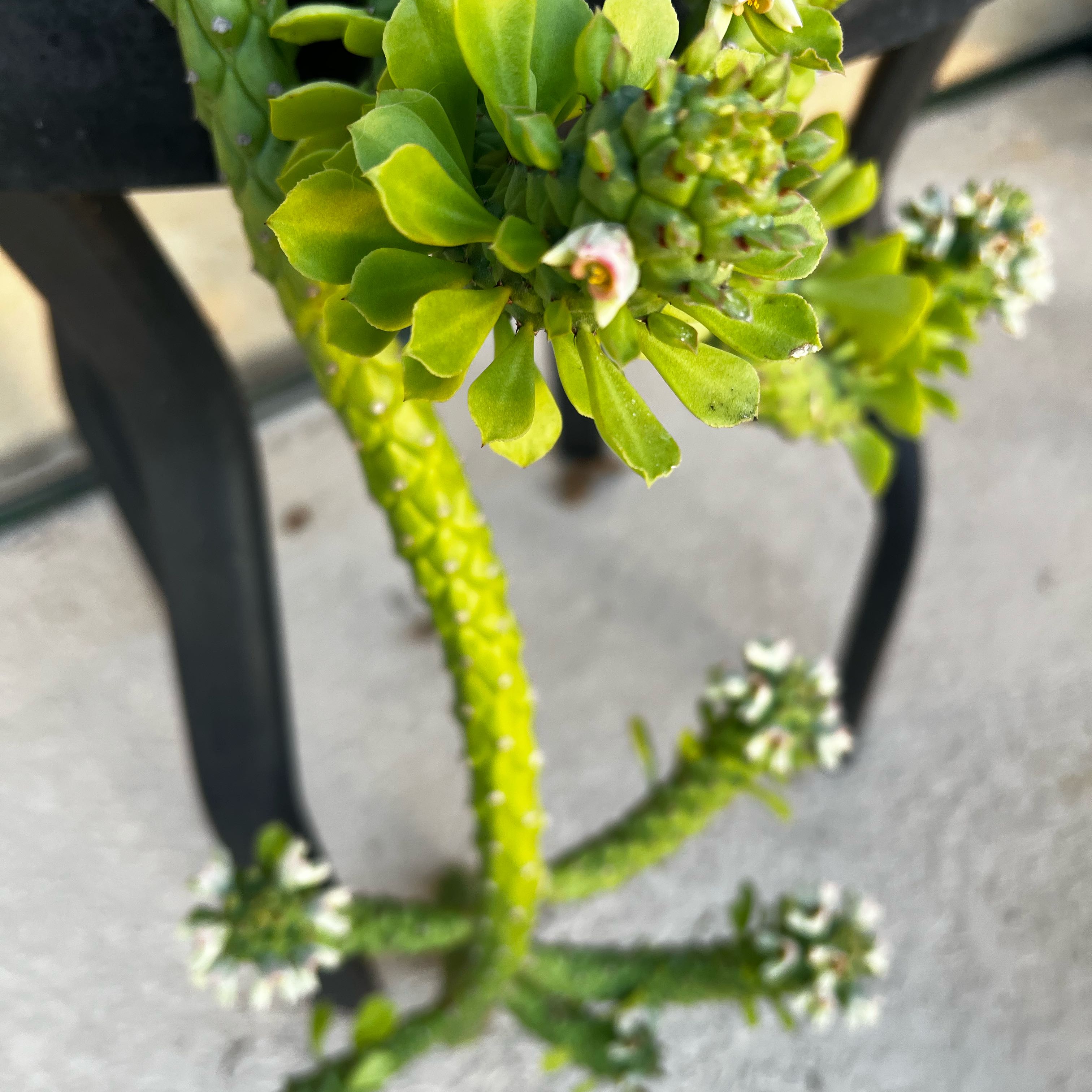 Photo of the plant species sausage spurge by @SmoothPeyote62 named Huckleberry Fern on Greg, the plant care app