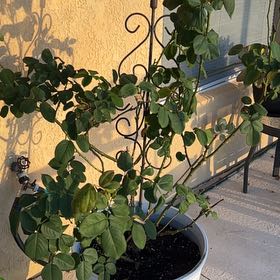 Photo of the plant species Double delight rose by @SmoothPeyote62 named Kesha on Greg, the plant care app