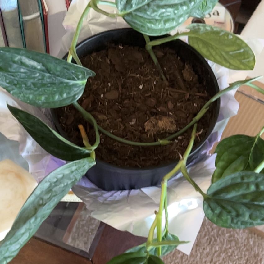 Photo of the plant species Monstera Peru by @SmoothPeyote62 named Aria on Greg, the plant care app