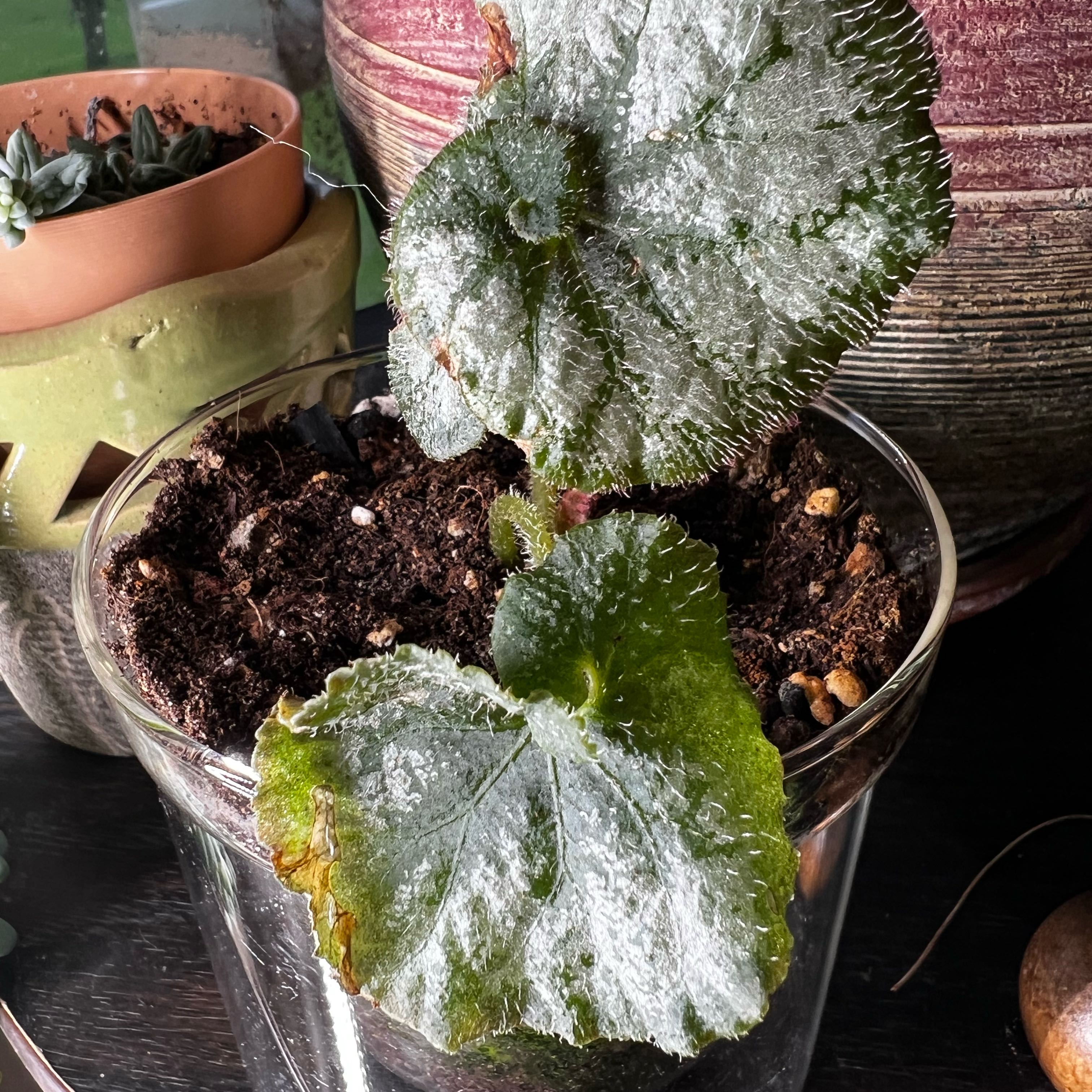 Photo of the plant species Rex Begonia 'Escargot' by @SmoothPeyote62 named Fernie Mac on Greg, the plant care app