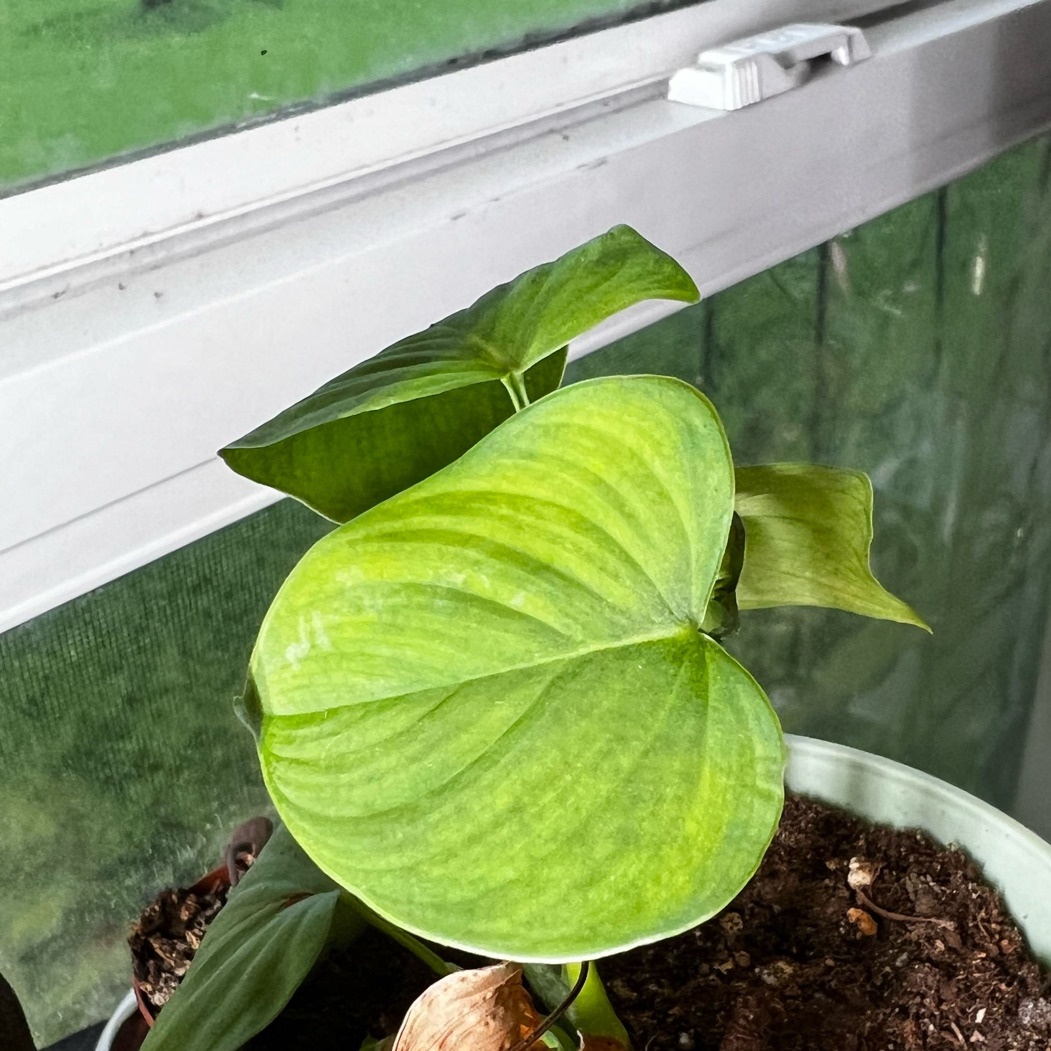 Photo of the plant species philodendron peru by @SmoothPeyote62 named Girlfrond on Greg, the plant care app