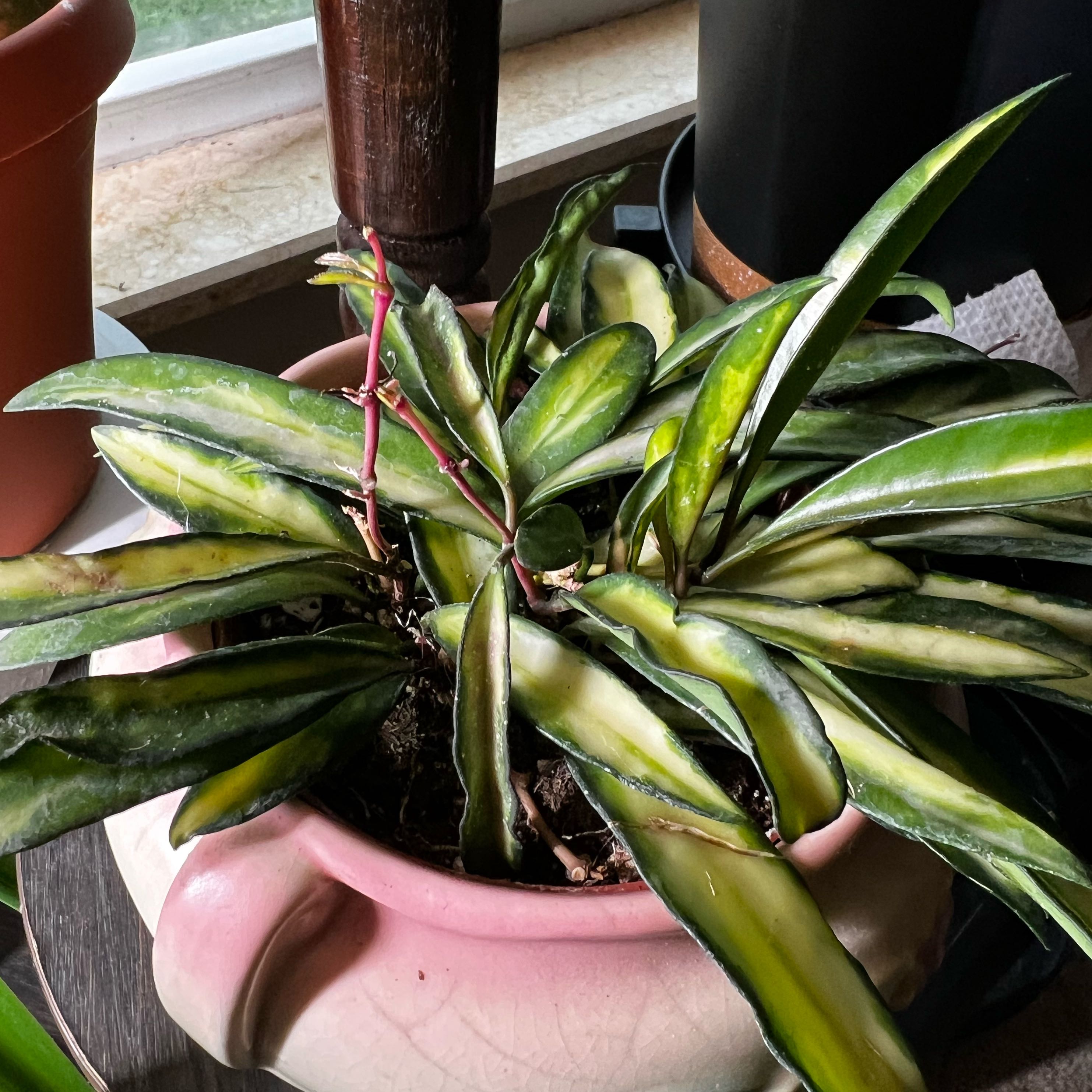 Photo of the plant species Hoya Wayetti by @SmoothPeyote62 named Oscar on Greg, the plant care app