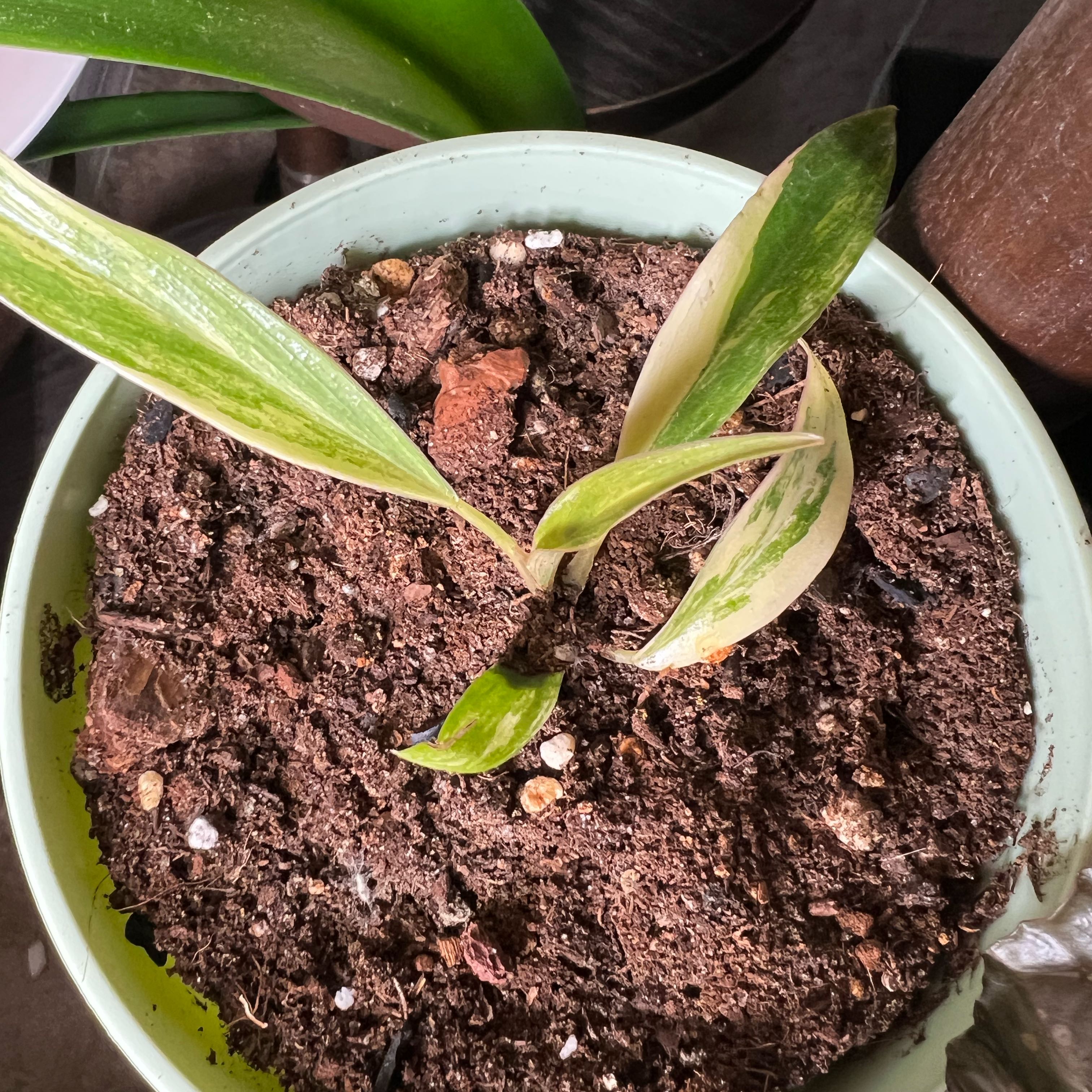 Photo of the plant species Carmel Marble Philodendron by @SmoothPeyote62 named Lavender on Greg, the plant care app