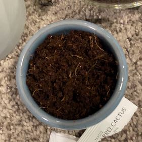 Photo of the plant species Blue Spruce Bonsai by @StarAgboy92 named Leonardo on Greg, the plant care app