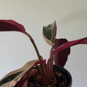 Photo of the plant species Stromanthe sanguinea 'Tricolor' by Tomar named Kobe on Greg, the plant care app