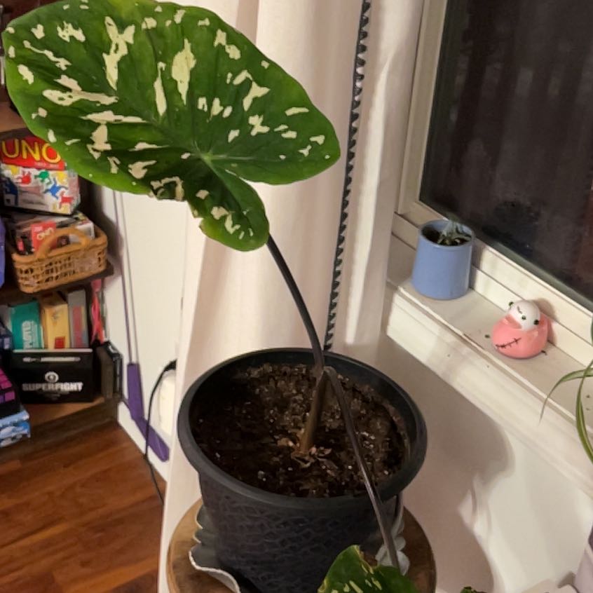 Photo of the plant species Elephant Ear by @ParagonofApple0 named Madonna on Greg, the plant care app