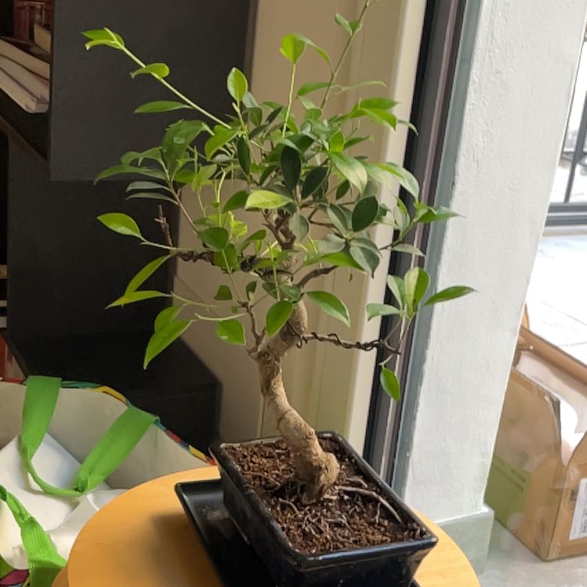Photo of the plant species Indian Laurel Fig by @WittySpangletop named Stella on Greg, the plant care app