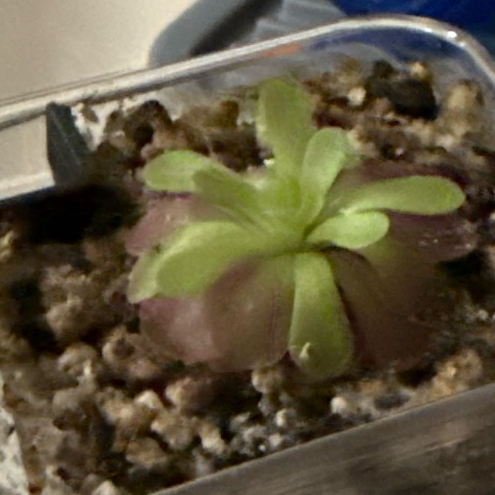 Photo of the plant species Butterwort by @SilkyPaperwhite named Mollie on Greg, the plant care app