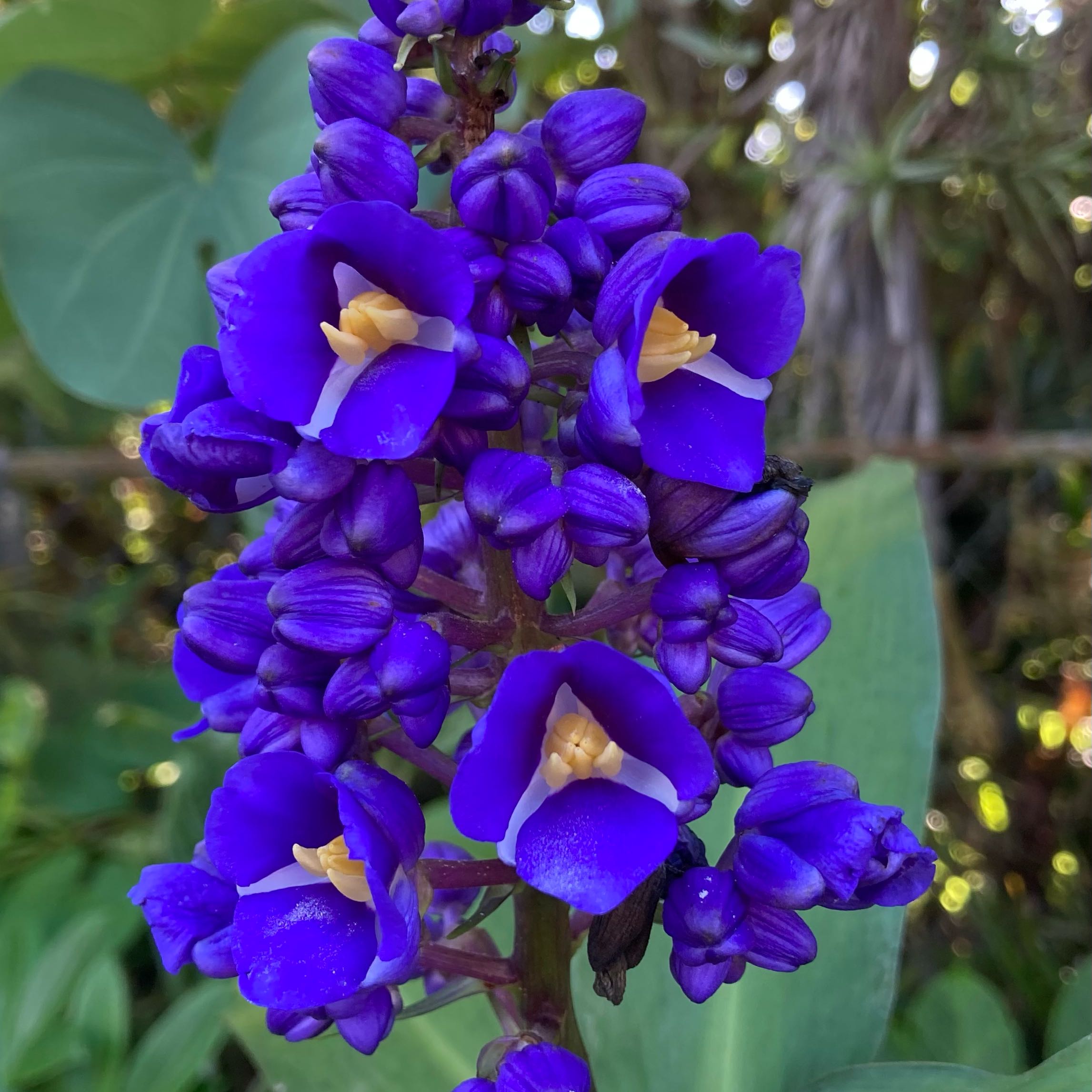 Photo of the plant species Blue Ginger by @KineticLime73 named Osmo on Greg, the plant care app