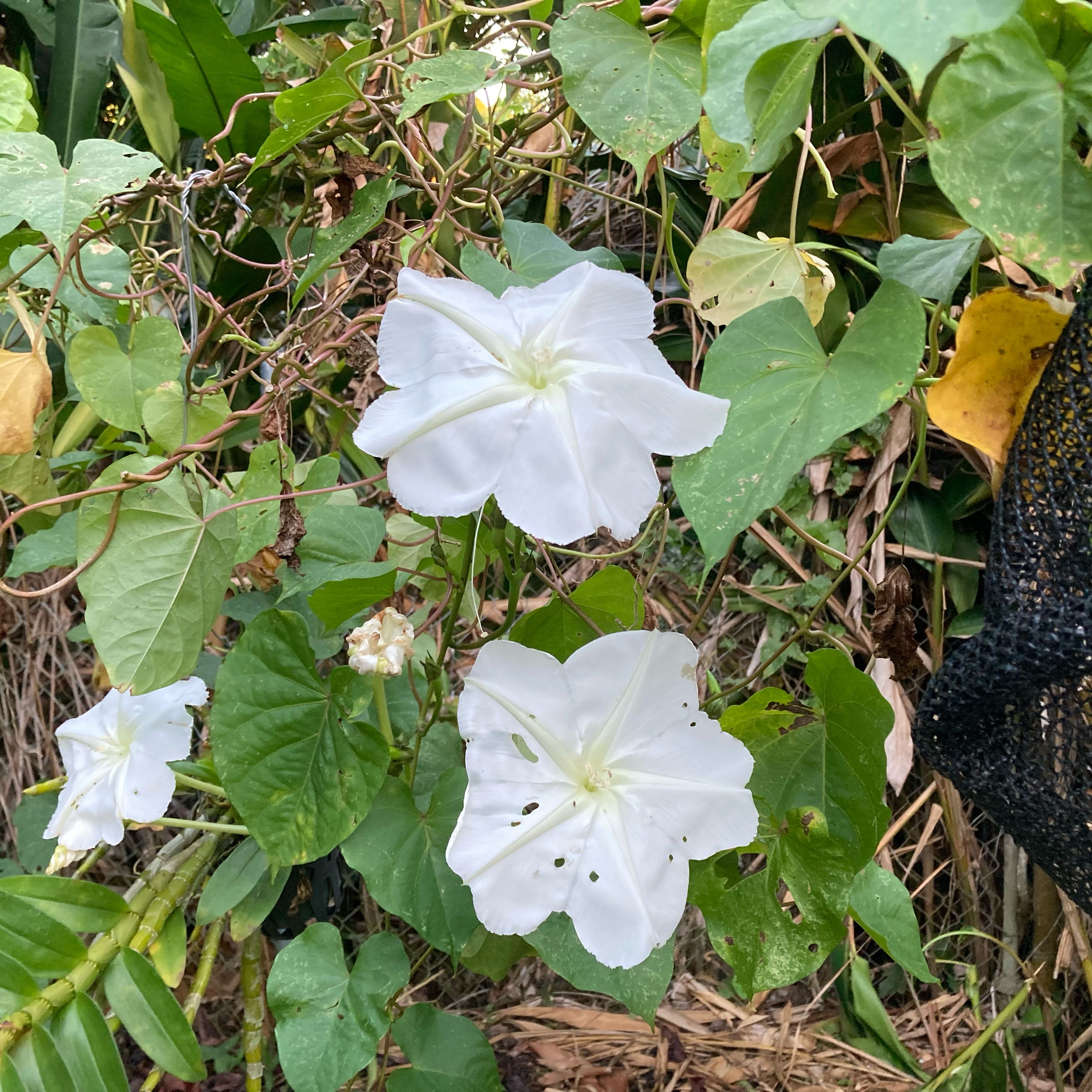 Photo of the plant species Tropical White Morning Glory by @KineticLime73 named Diana on Greg, the plant care app