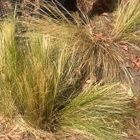 Photo of the plant species Mexican Feather Grass by @GiddyStarburst named Sage on Greg, the plant care app