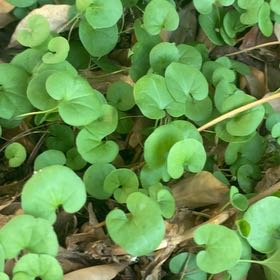 Photo of the plant species Asian Ponysfoot by @GiddyStarburst named Hamilton on Greg, the plant care app