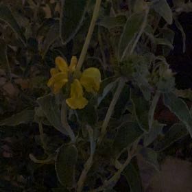 Photo of the plant species Jerusalem Sage by @GiddyStarburst named Doja Cat on Greg, the plant care app