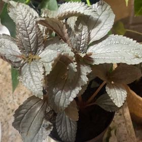 Photo of the plant species Silver Plated Pilea by @GiddyStarburst named Rihanna on Greg, the plant care app
