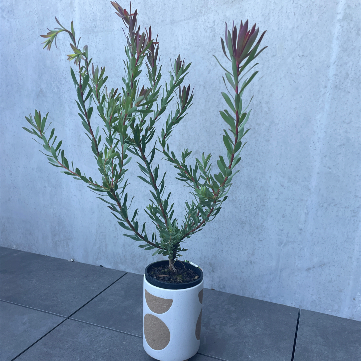 Photo of the plant species Leucadendron 'Fireglow' by @SirFantasy10 named Madonna on Greg, the plant care app