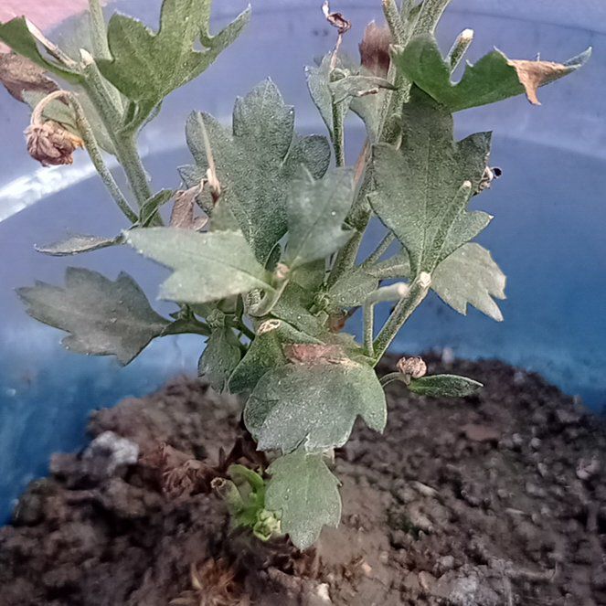 Photo of the plant species Mediterranean-Medlar by @CheerfulFicus57 named Kesha on Greg, the plant care app