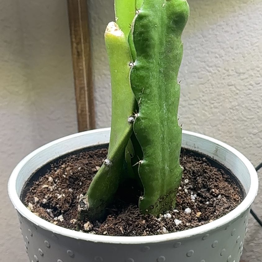 Photo of the plant species Dragon Fruit by @VictoriousFicus named Mollie on Greg, the plant care app