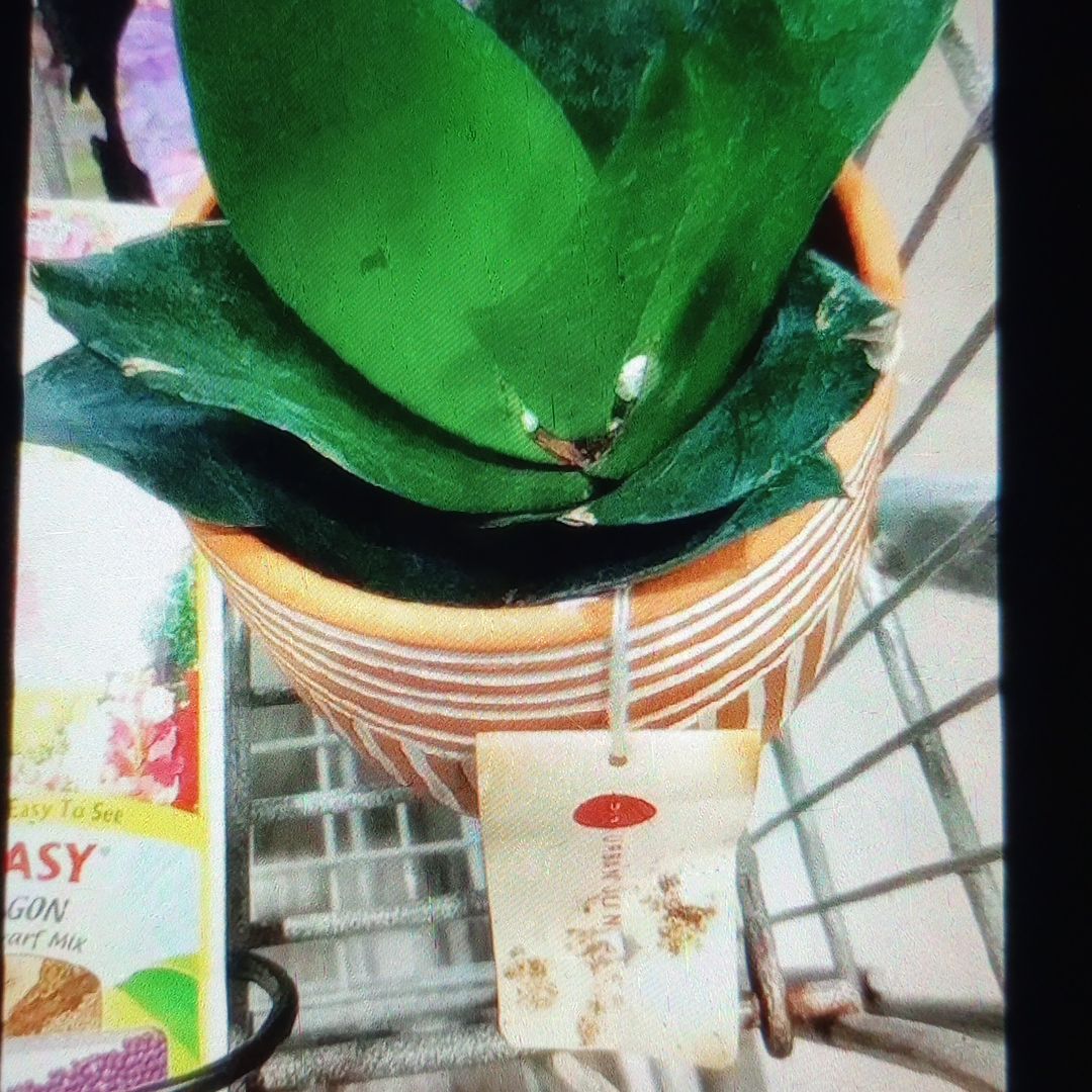 Photo of the plant species Black Jade Snake plant by @QuirkyPurei26 named Sir Plancelot on Greg, the plant care app
