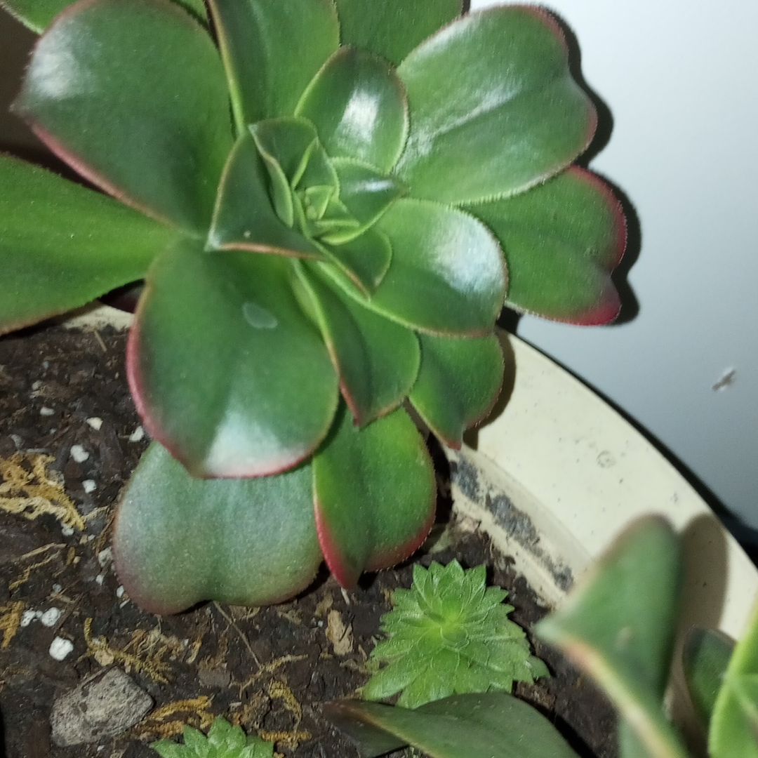 Photo of the plant species Sun Dancer by @QuirkyPurei26 named Surya on Greg, the plant care app