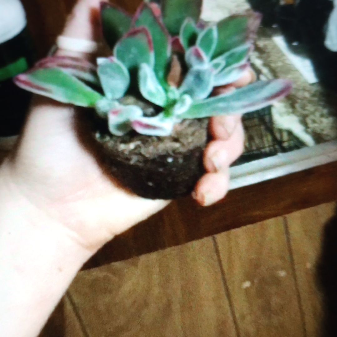 Photo of the plant species Chenille Plant, Plush Plant by @QuirkyPurei26 named Elina on Greg, the plant care app