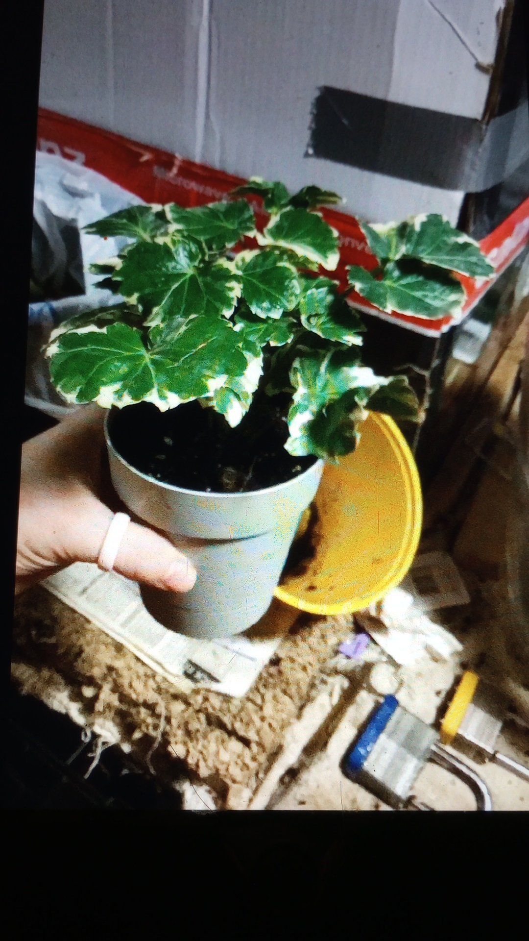 Photo of the plant species Polyscias Guilfoylei by @QuirkyPurei26 named Sproutacus on Greg, the plant care app