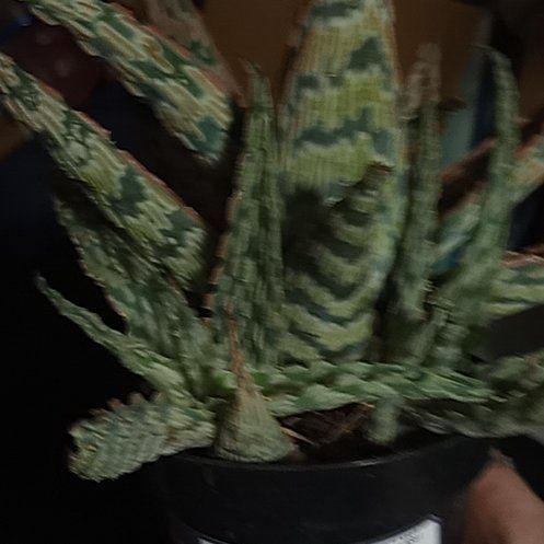 Photo of the plant species Aloe 'Sidewinder' by @QuirkyPurei26 named Sigmund on Greg, the plant care app