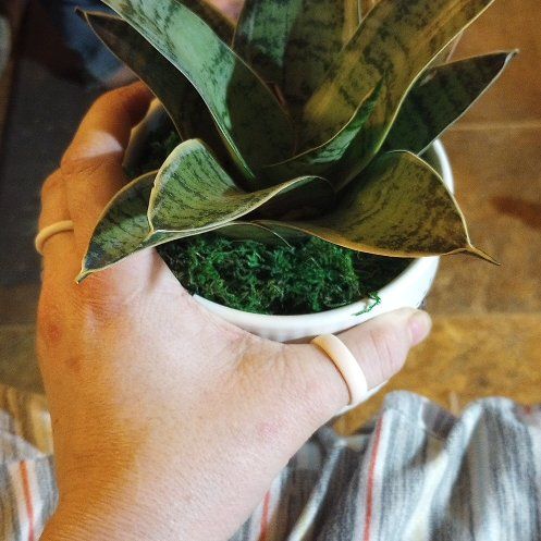 Photo of the plant species Snake Plant Starlight by @QuirkyPurei26 named Hamilton on Greg, the plant care app