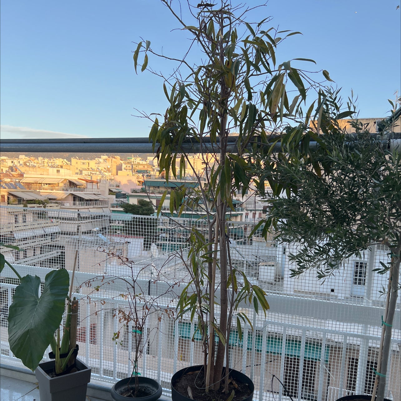 Plant care for Ficus magwana on Greg, the plant care app