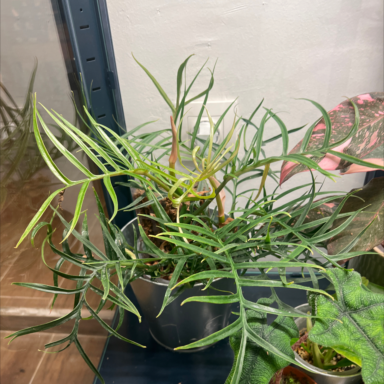 Photo of the plant species Philodendron tortum by @YiftHollyfern named Baesil on Greg, the plant care app