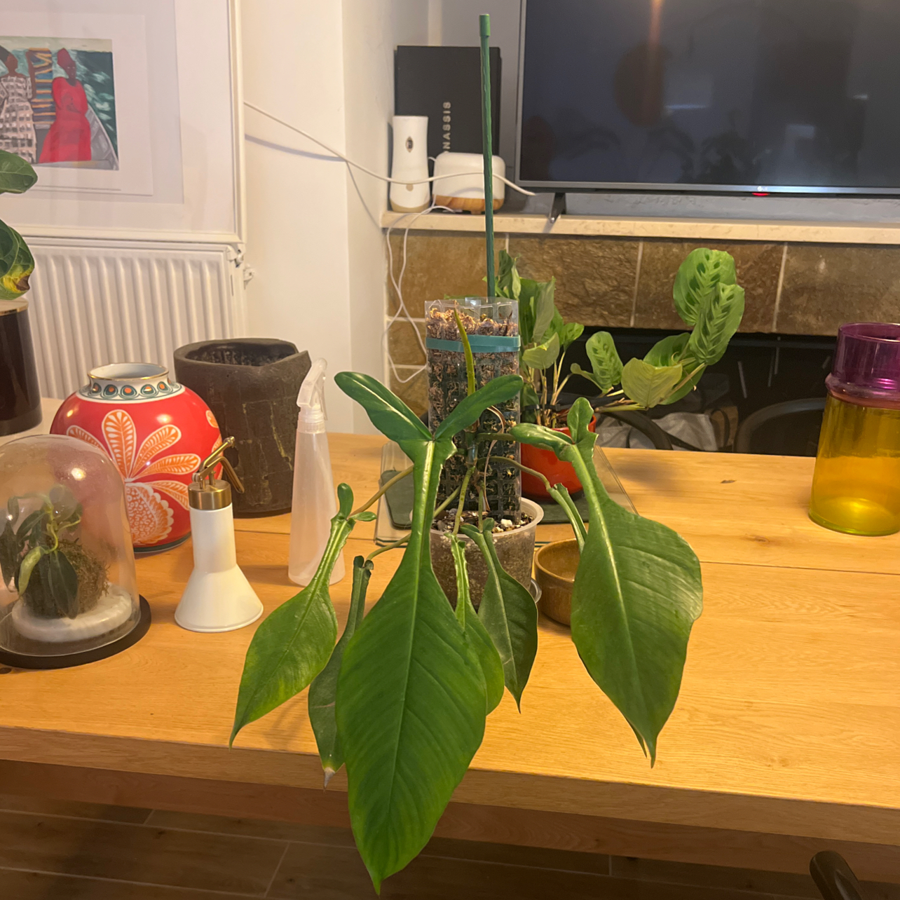 Photo of the plant species Electric Eel by @YiftHollyfern named Scarlett on Greg, the plant care app