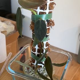 Photo of the plant species Philodendron gigas by @YiftHollyfern named Demi on Greg, the plant care app