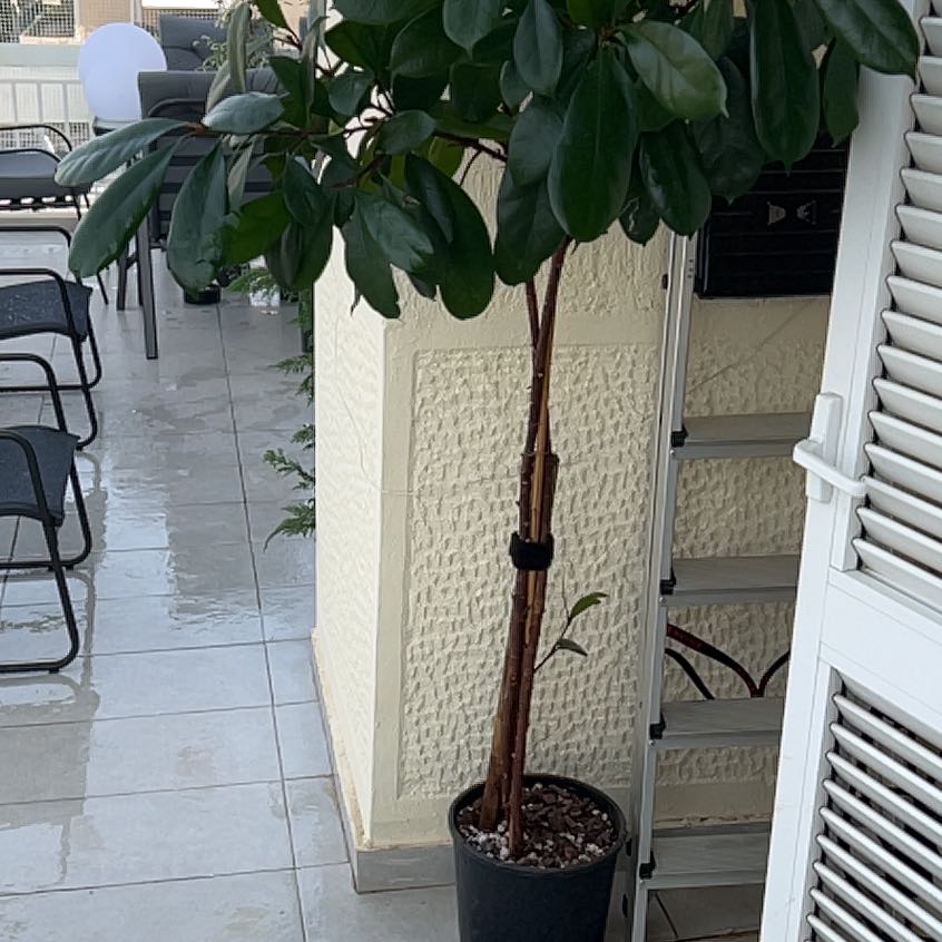 Photo of the plant species African Fig by @YiftHollyfern named Rihanna on Greg, the plant care app