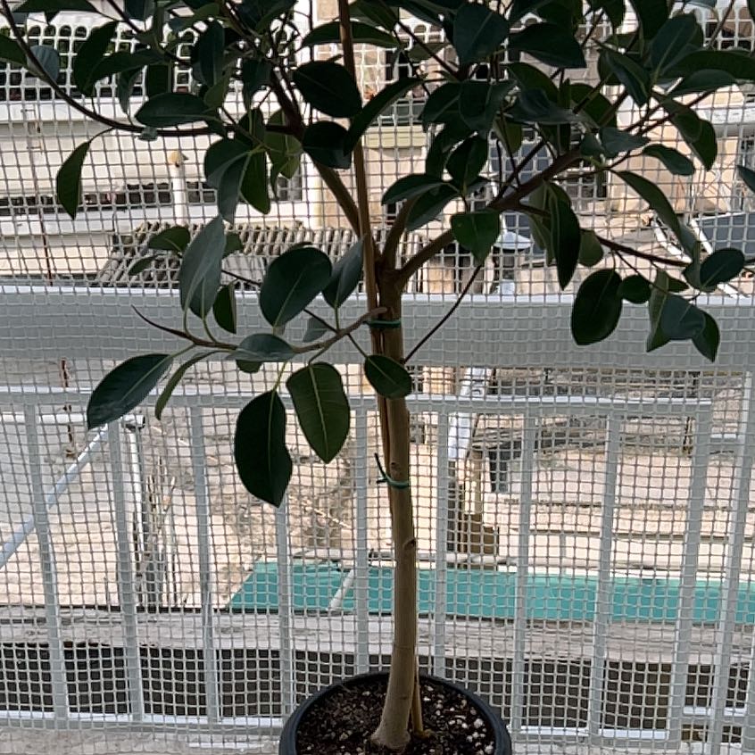 Photo of the plant species Fig Tree by @YiftHollyfern named Gaga on Greg, the plant care app