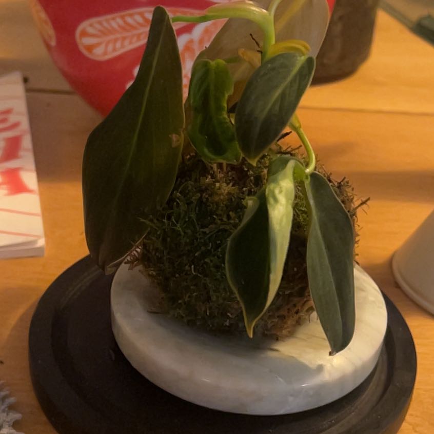 Photo of the plant species Philodendron gigas by @YiftHollyfern named Eva on Greg, the plant care app