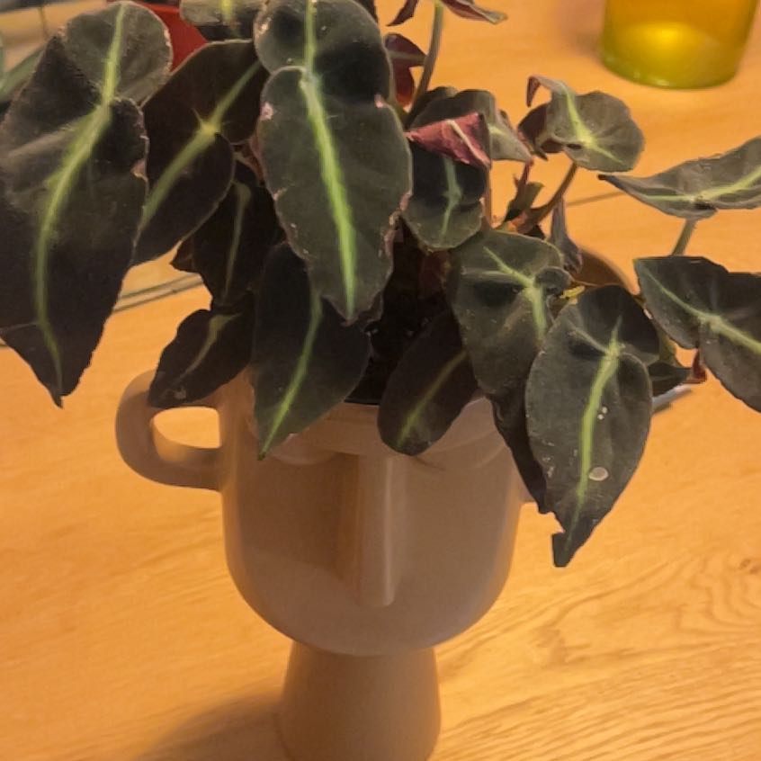Photo of the plant species Striped Begonia by @YiftHollyfern named Shakira on Greg, the plant care app
