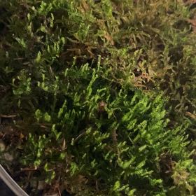 Photo of the plant species Cypress-Leaved Plait Moss by @YiftHollyfern named Gates on Greg, the plant care app