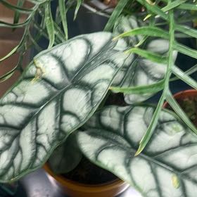 Photo of the plant species Alocasia Baginda Silver Dragon by @YiftHollyfern named Remington on Greg, the plant care app